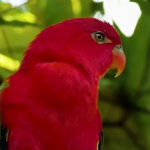 Meet your Posher, Hala